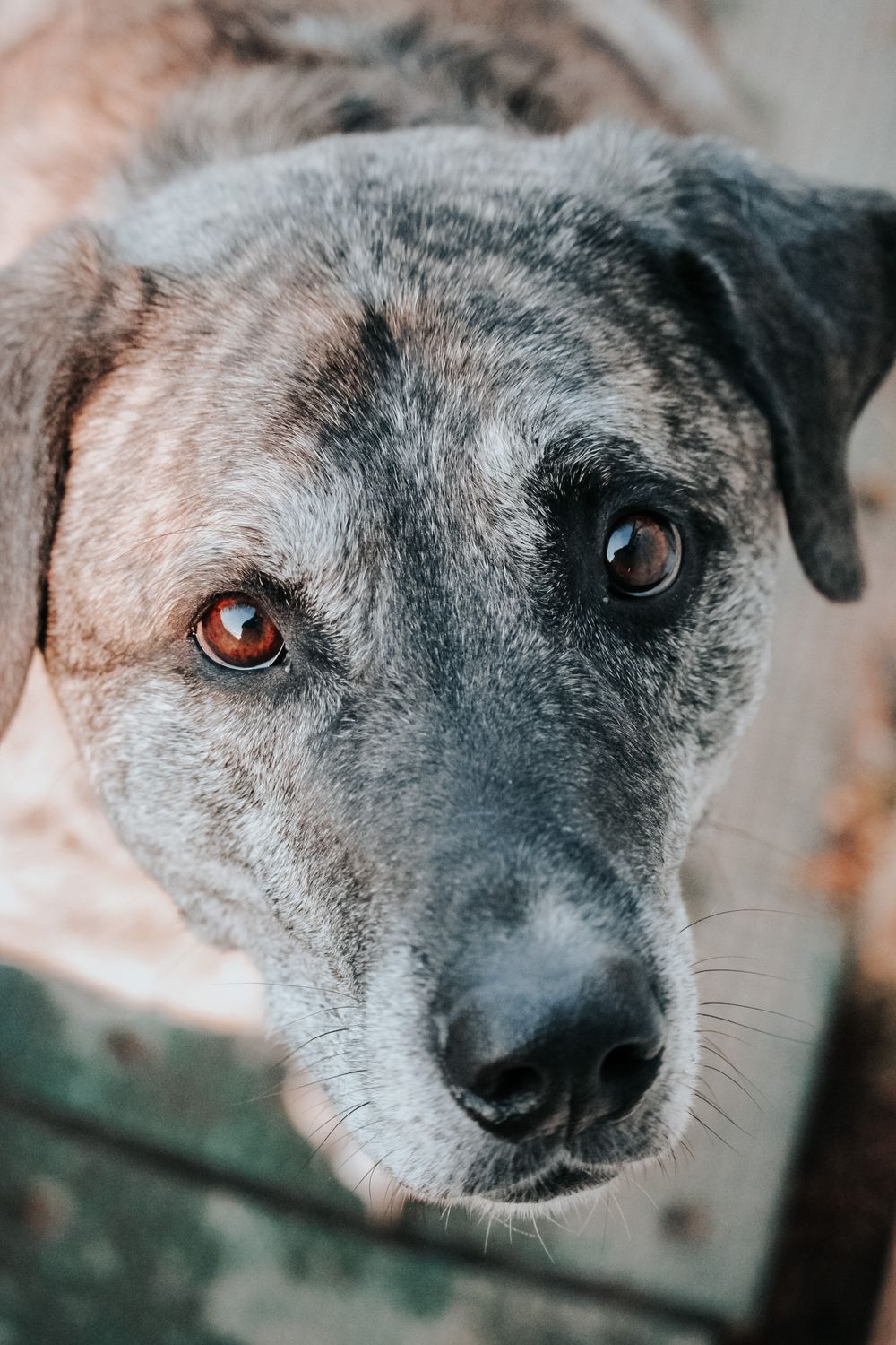Close-up portrait series of a senior gray dog's face showing soulful eyes and expressive features from different angles.