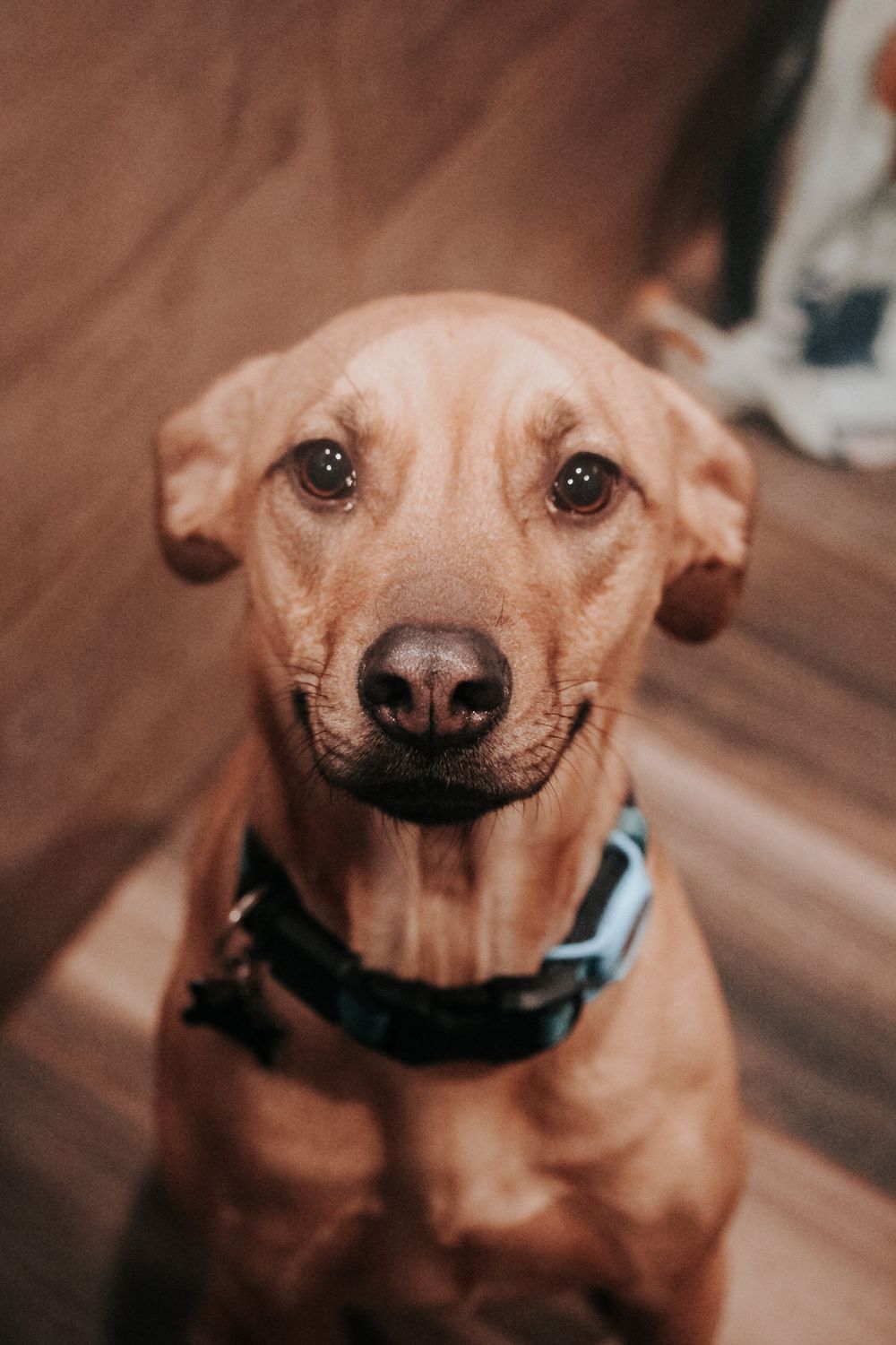 A happy brown Chihuahua dog smiles at the camera in a series of close-up shots showing its cheerful expression.