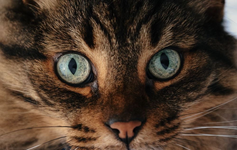 Close-up macro shot of a tabby cat's face showing striking blue eyes and detailed fur pattern.