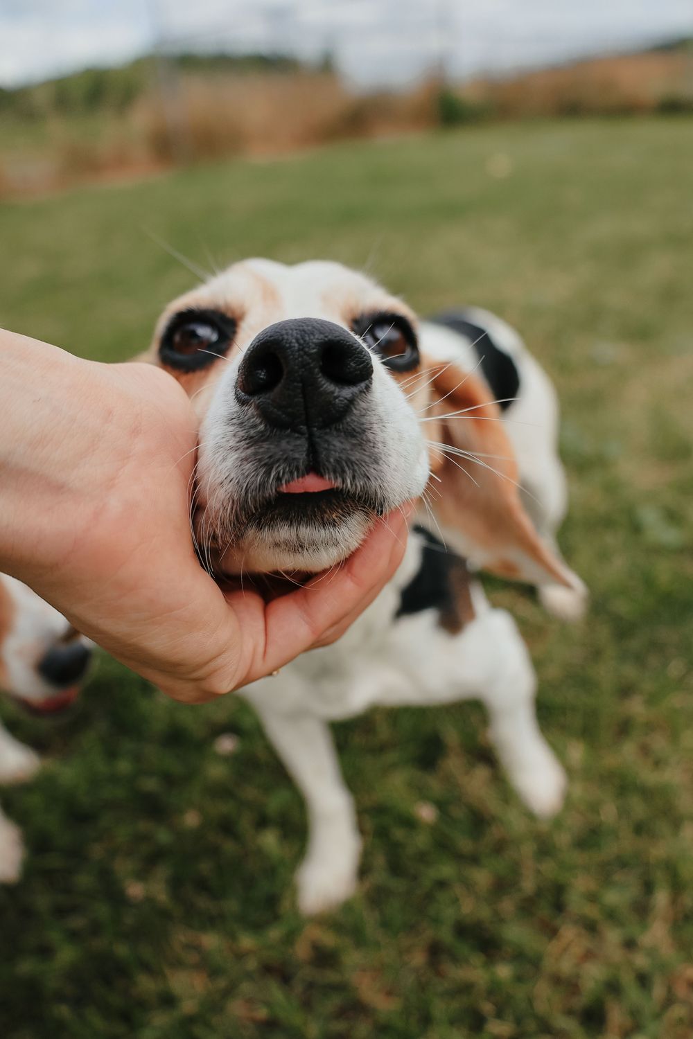 Time-lapse photos show a curious dog's wet black nose getting closer and closer to the camera in a grassy field.