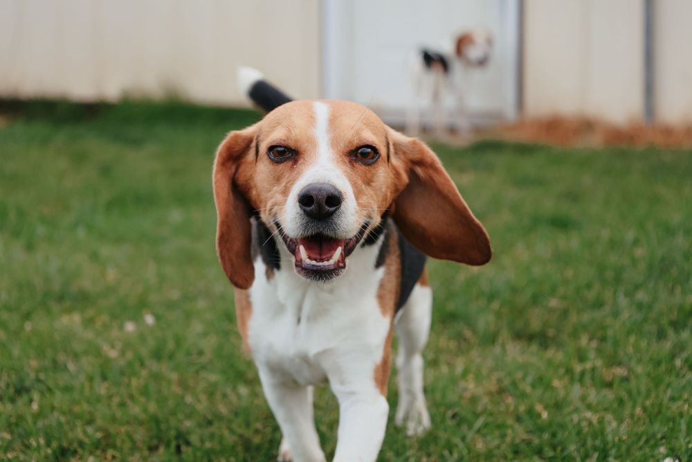 Happy beagle dog with floppy ears smiling at camera while sitting on grassy lawn in outdoor setting.