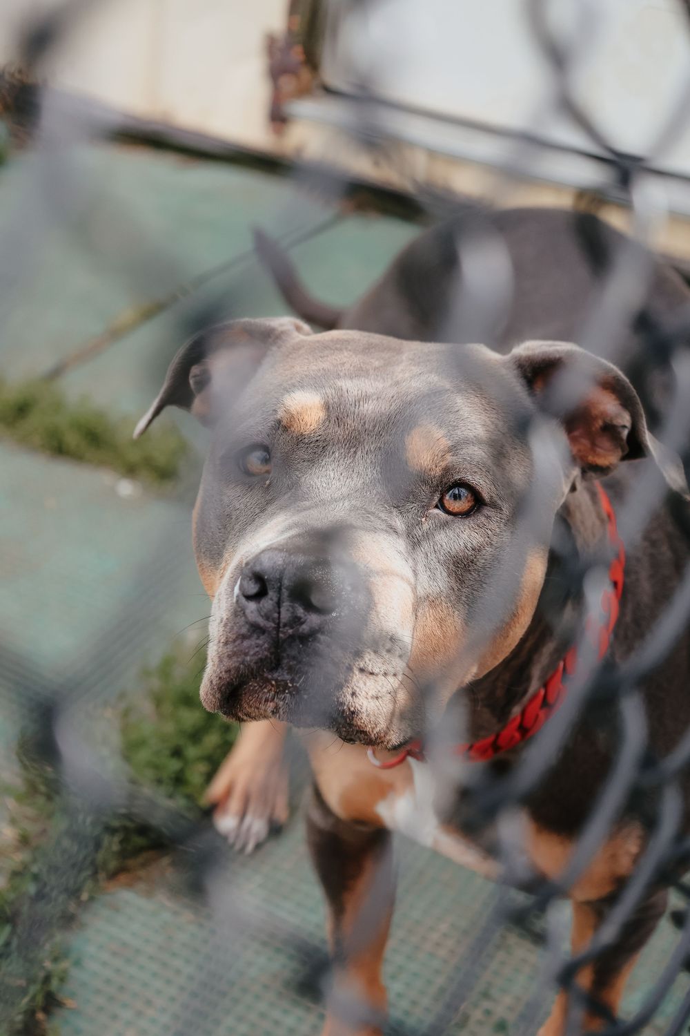 Close up portrait of a gray and tan pit bull dog looking up through a fence with a red collar.