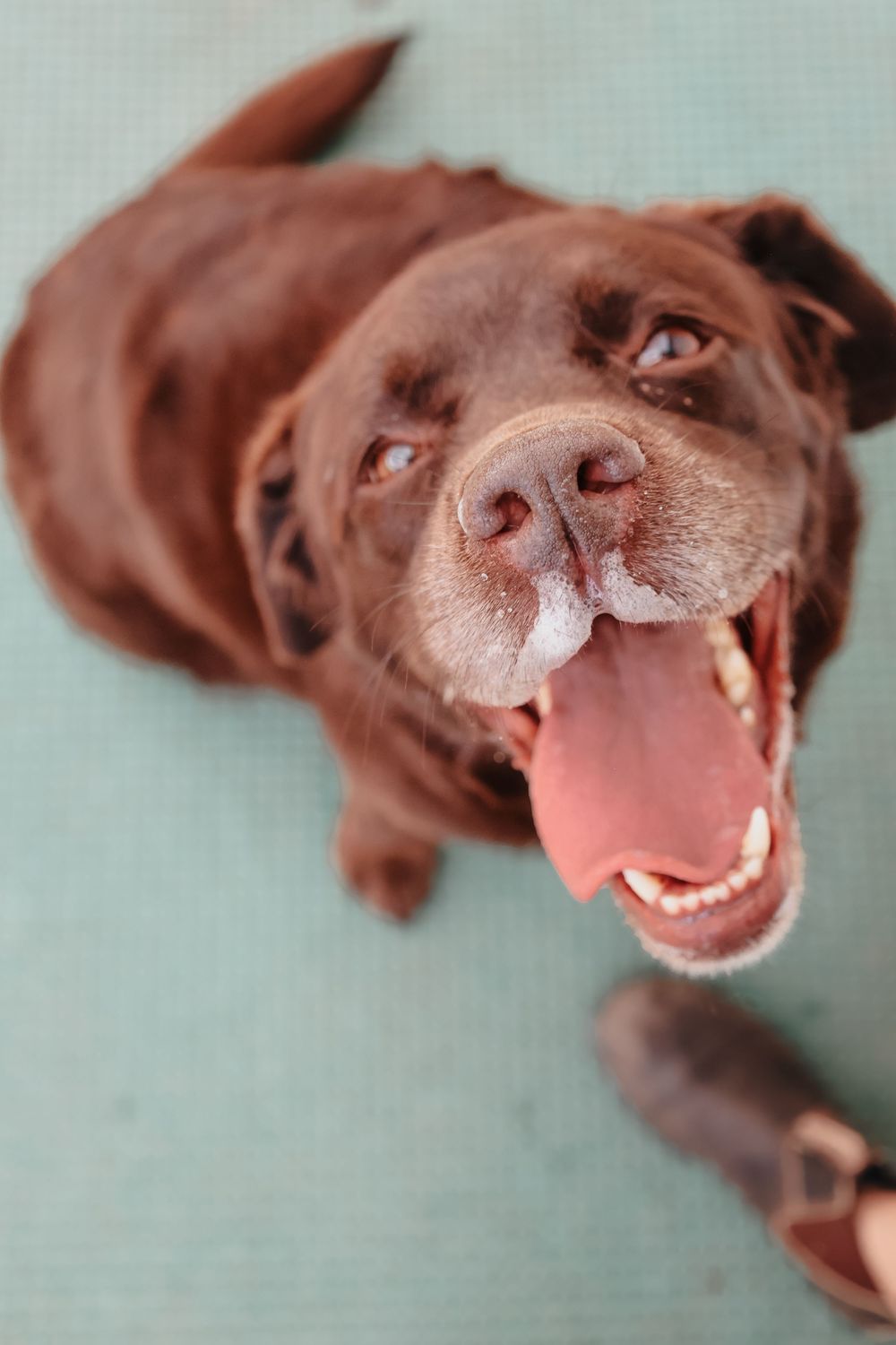 A playful chocolate labrador retriever shown in four close-up shots of its smiling face against a blue background.