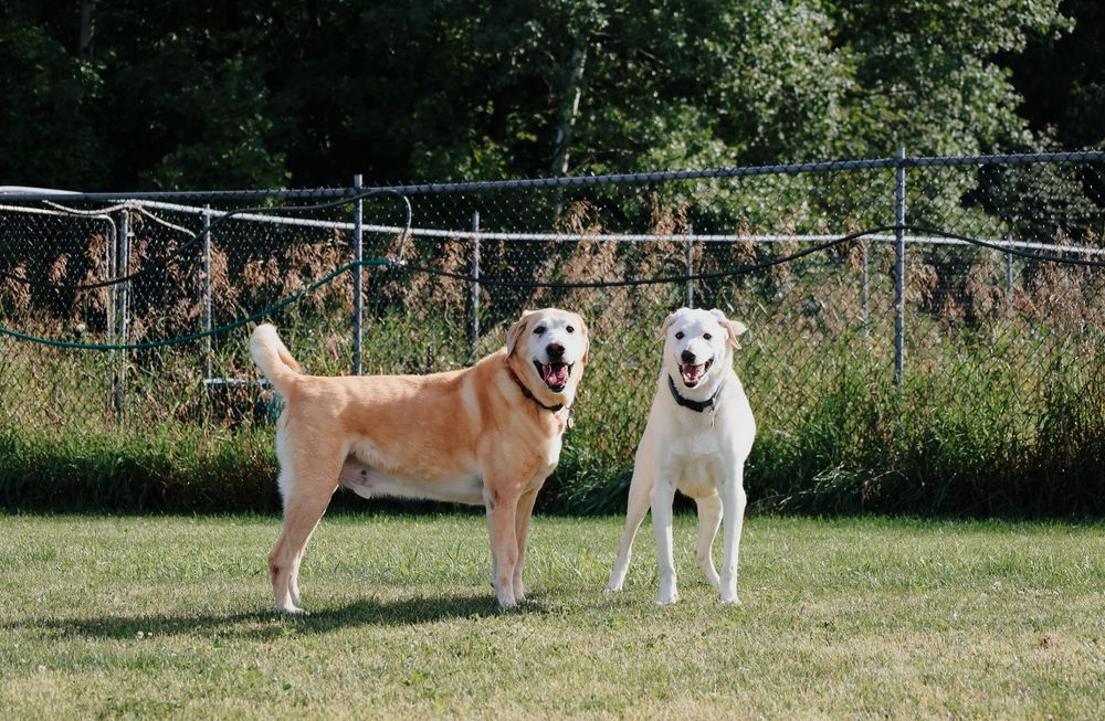 A sequence of photos shows a happy Akita dog running and playing in a grassy fenced yard during a sunny day.