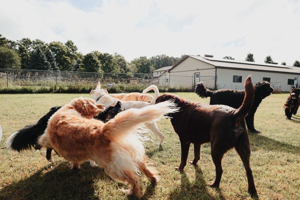 Seven identical photos showing two playful dogs interacting in a grassy field with one jumping to touch the other's nose.