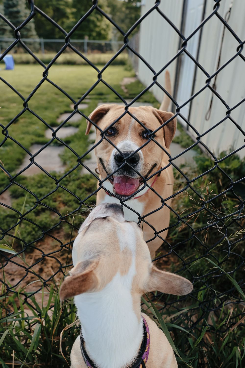 A friendly brown and white pit bull type dog looks up through a chain link fence with a happy expression.
