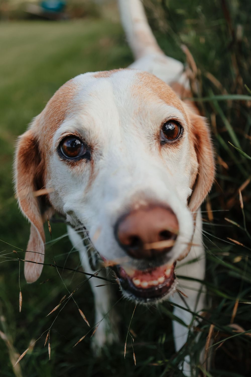 Close-up portrait of a smiling white and brown beagle dog with bright eyes looking directly at the camera.