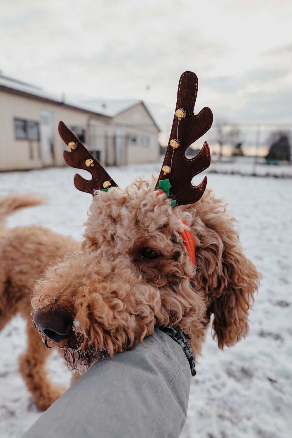Cute goldendoodle dog wearing reindeer antlers plays in the winter snow.