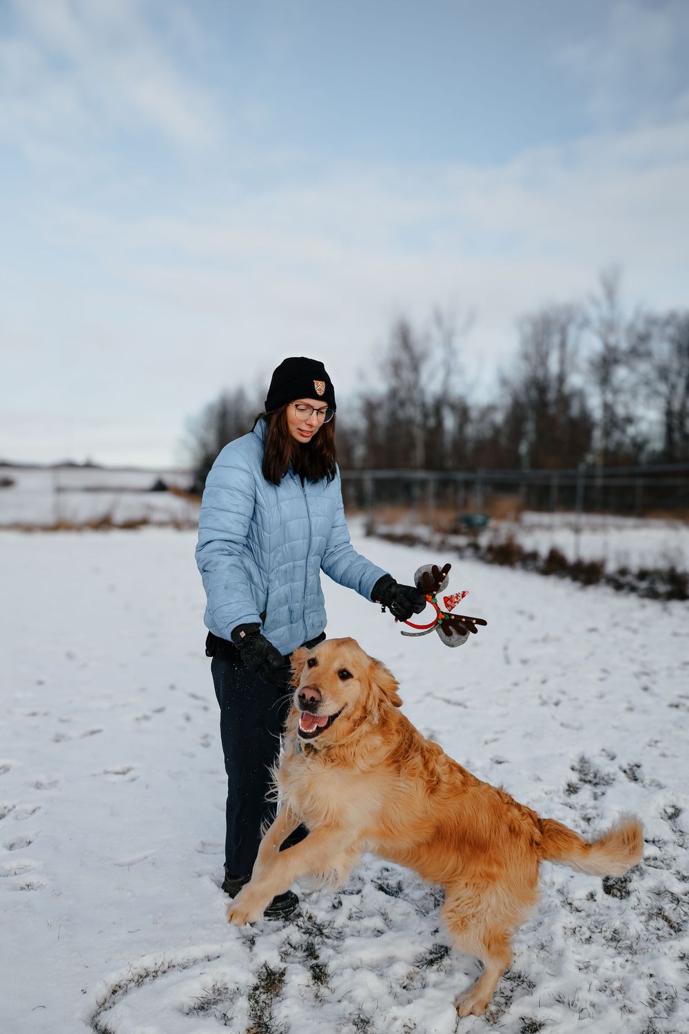 A Golden Retriever dog plays and jumps joyfully in the snow while wearing a red collar.