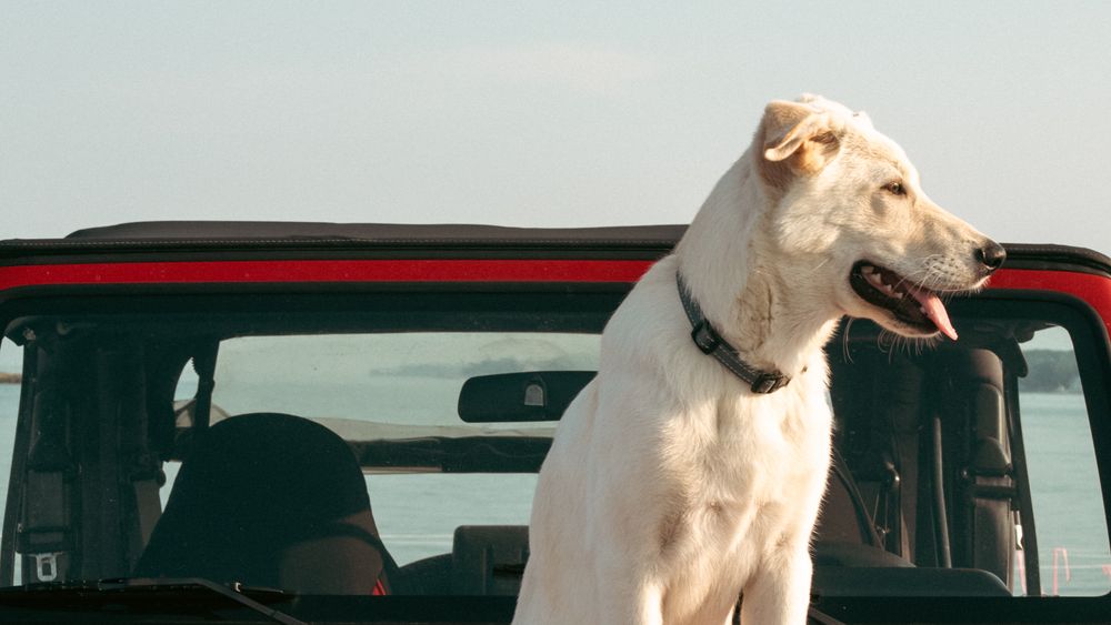 Puppy sitting on top of jeep at sunset patiently for photoshoot.