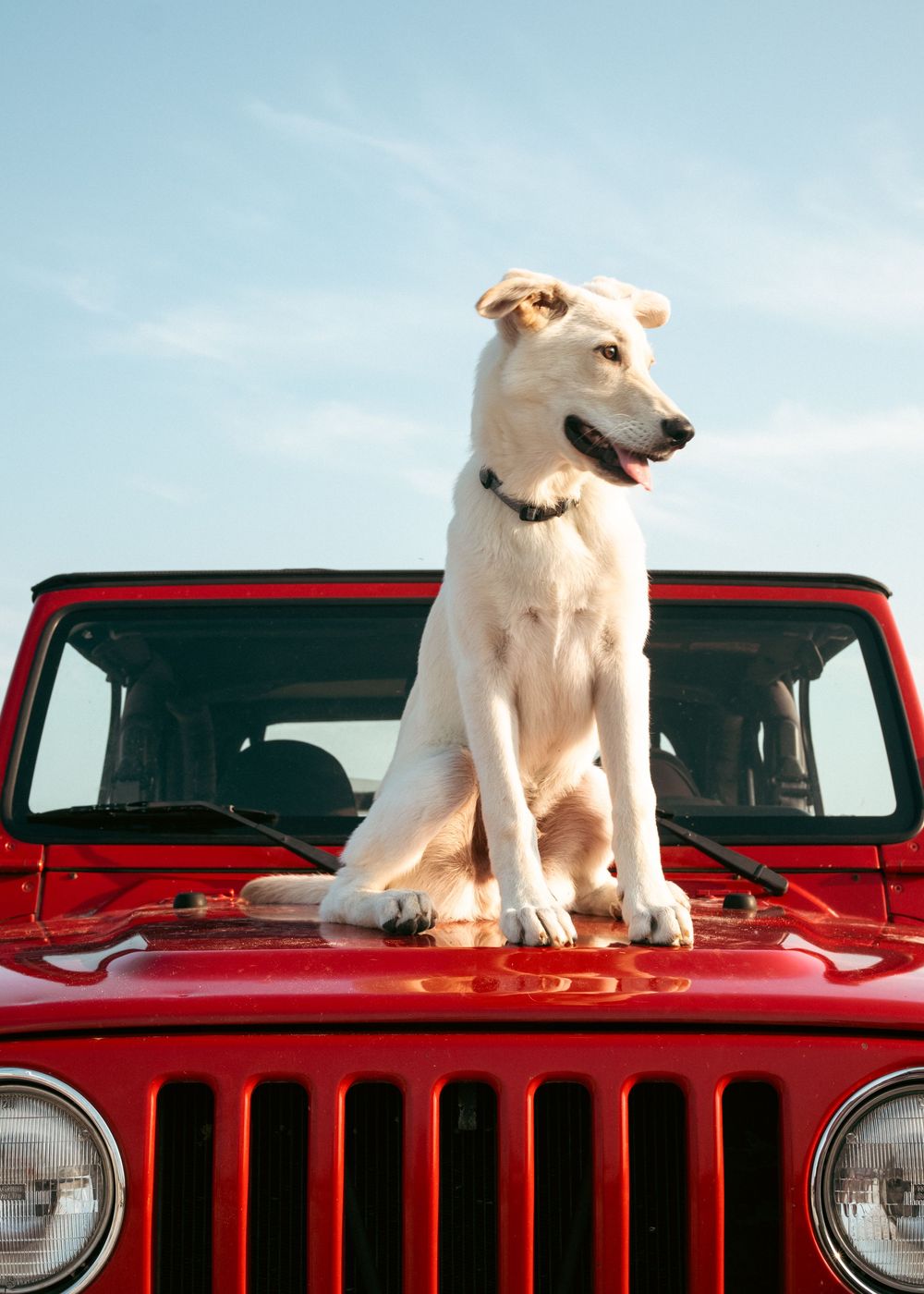 German Shepherd mix sits on top of jeep for brand inspired photoshoot.
