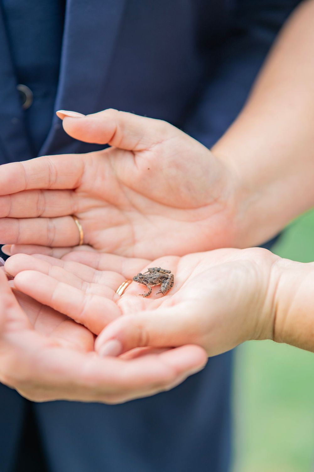 Two hands cupping a tiny frog during an outdoor wedding celebration.