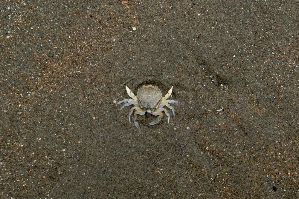 Small grey crab on dark sandy beach.