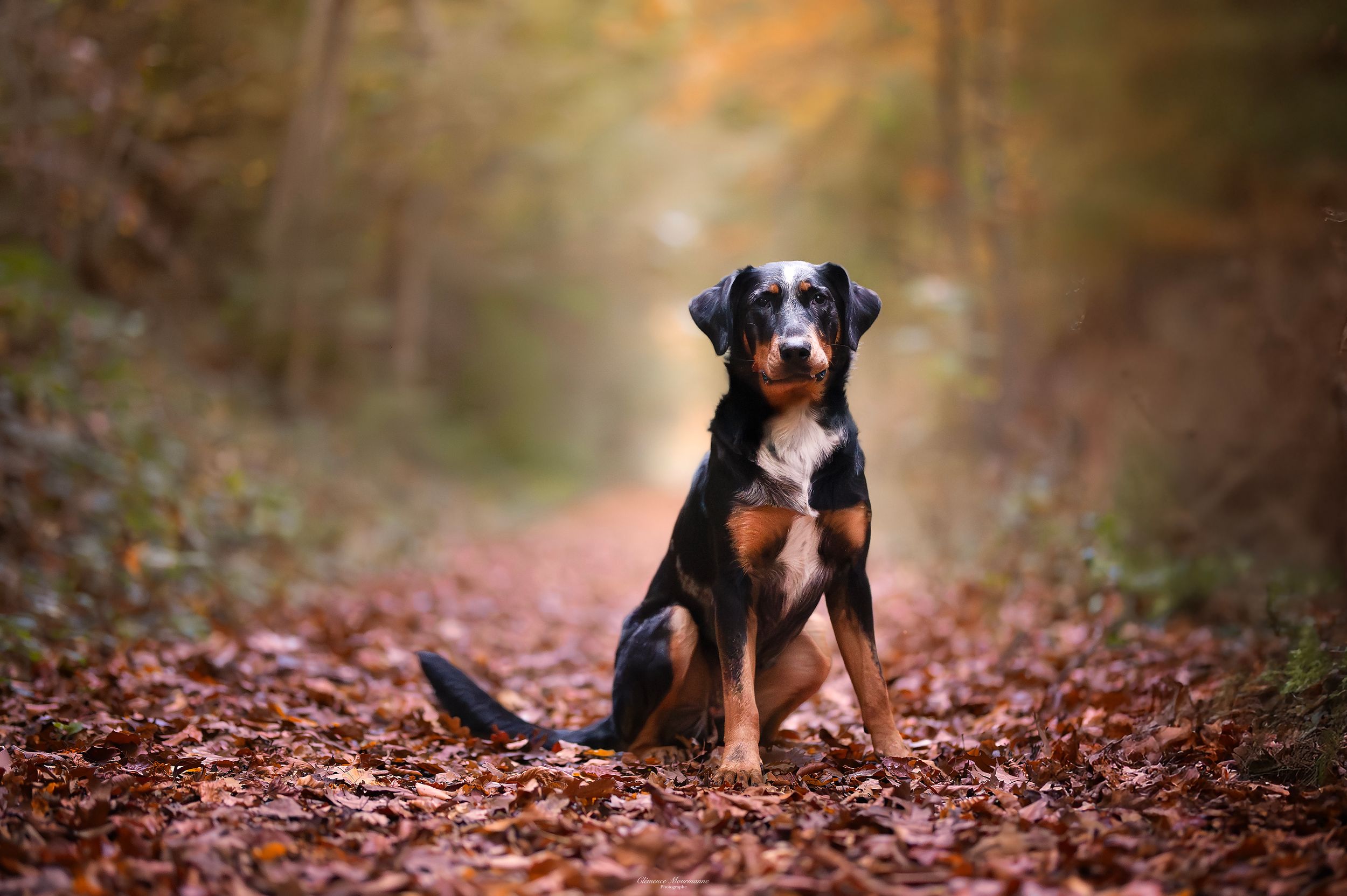 Dog sitting among fallen autumn leaves on a forest trail.