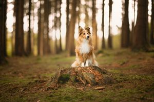 A Shetland Sheepdog sits in a forest setting with golden sunlight filtering through the trees.