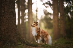 A beautiful sable collie dog poses majestically in a sunlit forest setting with bokeh effects.