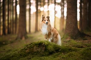 A rough collie dog sits majestically on a mossy hill in a sunlit forest with tall trees in the background.