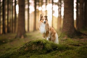 A dog emerges from a misty forest with sunlight streaming through tall pine trees.