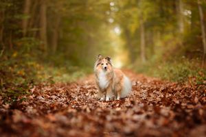 A dog stands among fallen autumn leaves in a magical forest setting with golden light.