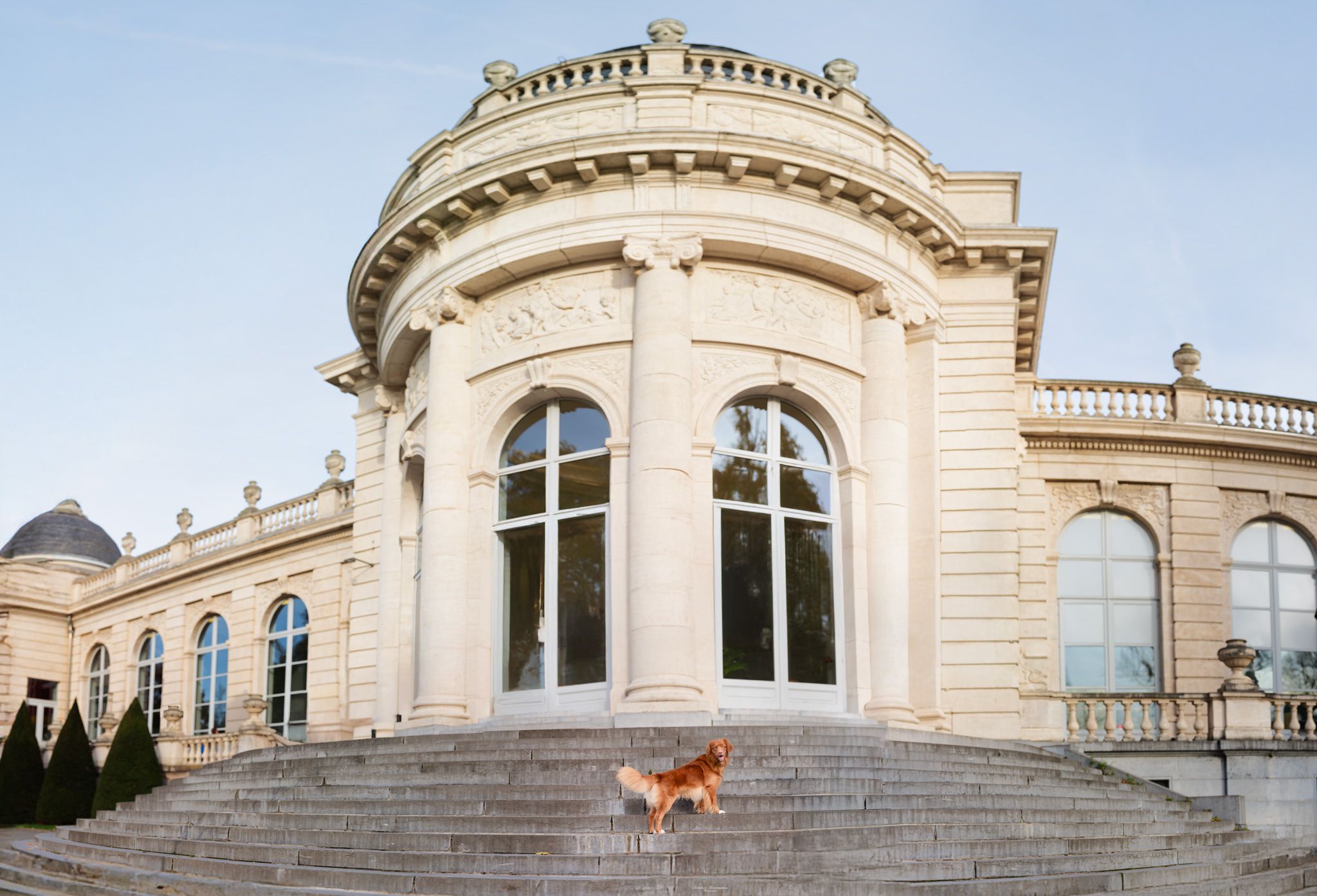 A golden retriever dog stands on grand stone steps leading to an elegant beige classical building with arched windows.