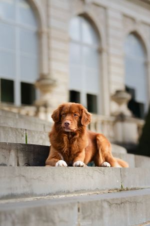 A reddish-brown dog lounges contentedly on a stone ledge against a classical building facade.