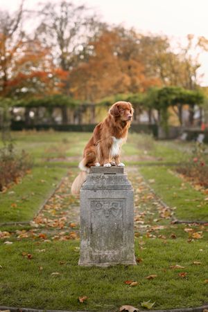 A reddish-brown dog poses atop a decorative stone pedestal in an autumn garden setting.