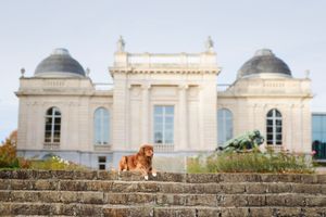 A dog stands on stone wall with elegant white classical architecture in the background.