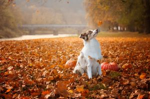 White dog playing in a carpet of fallen orange autumn leaves in a park.