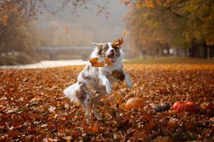 Dogs running and playing together through colorful fallen autumn leaves in a park.
