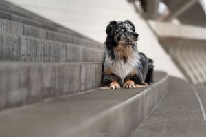 A dog peeks over the edge of a concrete wall in an urban setting.