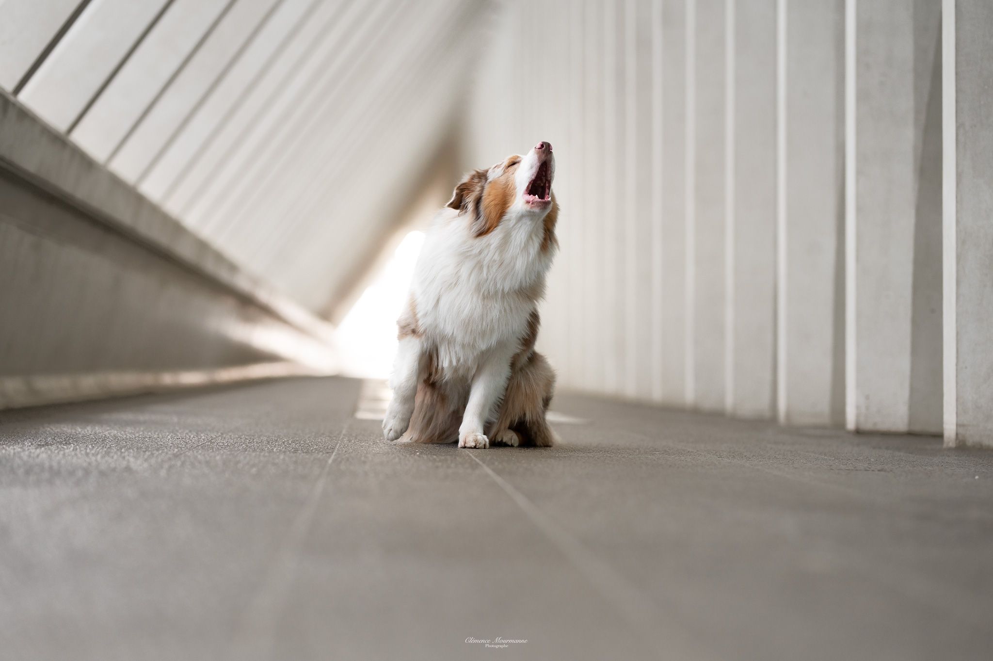 A Jack Russell Terrier dog sits attentively in a bright white hallway with wooden flooring.