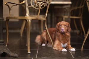 Brown and white dog rests on hardwood floor near wooden dining chairs in home interior.