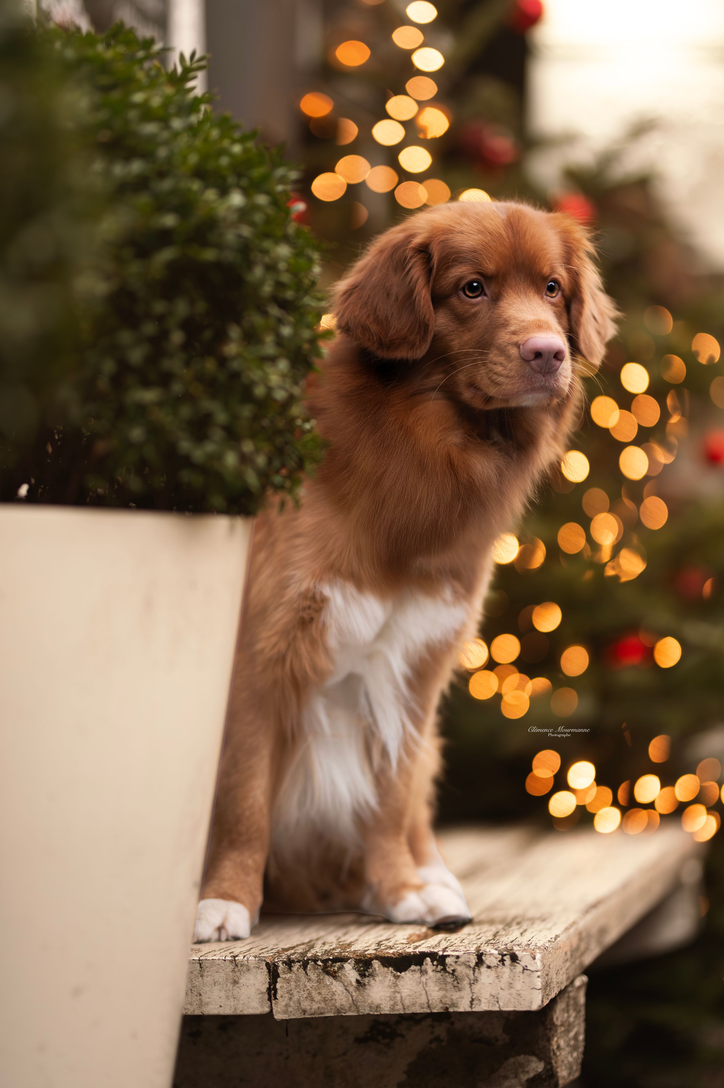 Brown and white dog poses on rustic surface with bokeh Christmas lights twinkling in background.
