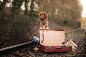 A vintage brown suitcase sits in a wooded outdoor setting during golden hour lighting.