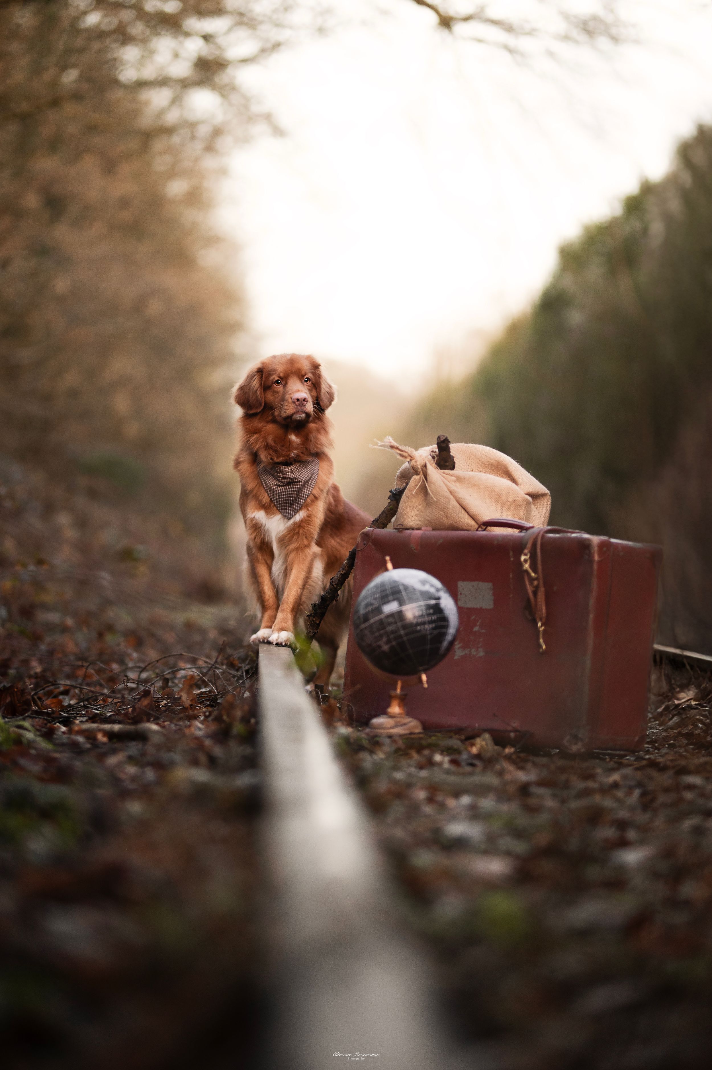 A brown dog plays with a vintage suitcase in a forest setting during autumn with fallen leaves on the ground.