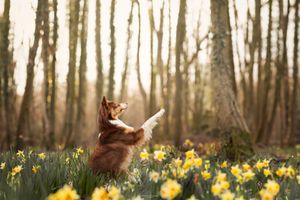 Sunlit woodland scene with daffodils blooming on forest floor.