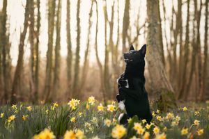 Beautiful spring forest scene with blooming daffodils among trees in golden sunlight.
