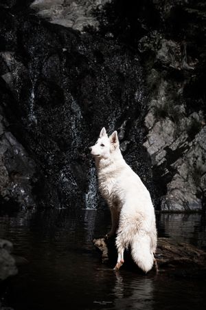 White dog swimming and splashing in dark water against a rocky backdrop.