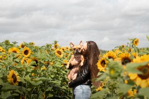 Beautiful sunflower field stretches into the distance under cloudy skies.