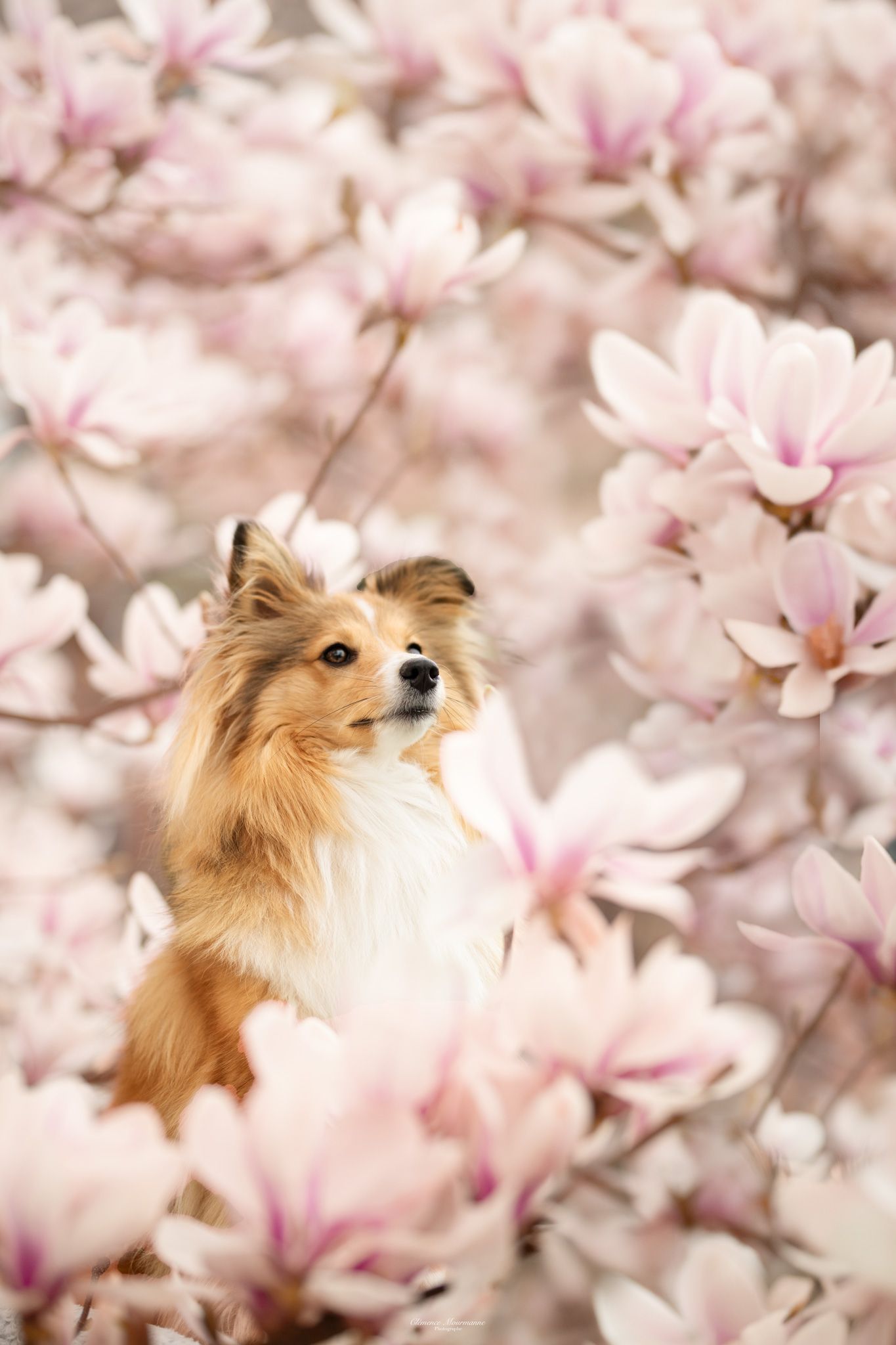 Fluffy Shetland Sheepdog poses among delicate pink cherry blossoms in spring.