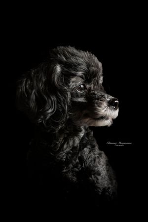 Close-up portrait of a black dog against dark background showing detailed fur texture.