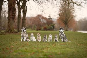Group of Husky dogs sitting in formation on grassy field during autumn.