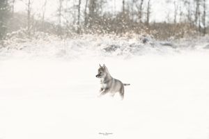 Wolf walking through a snowy winter landscape with bare trees.