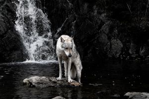 Wolf standing near a cascading waterfall in a dramatic natural setting.