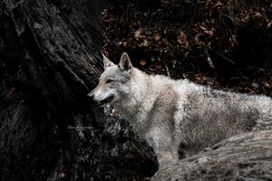 Wolf walking through snowy terrain in dramatic black and white photography.
