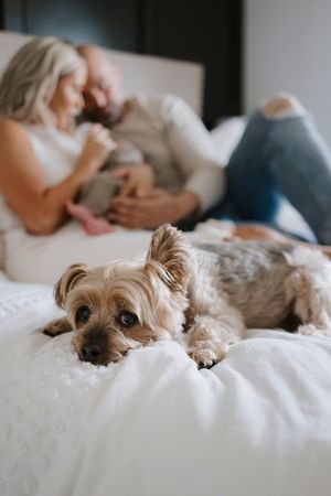 Small dog resting on white bedding while family shares quiet moment in background.