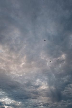 Birds soar through dramatic cloudy skies with moody gray storm clouds.