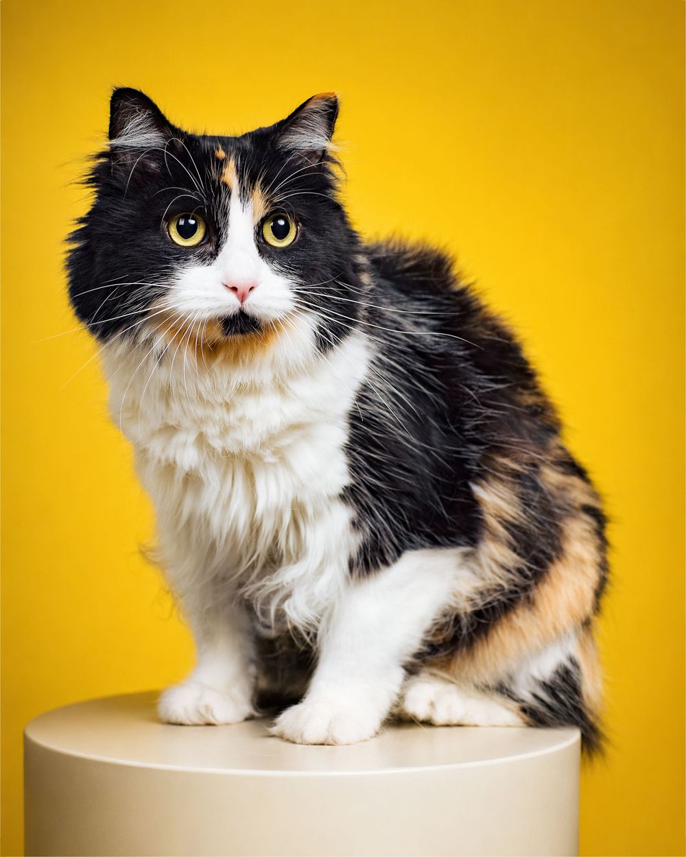 Fotografía profesional de mascotas y gatos en estudio Portales Norte CDMX