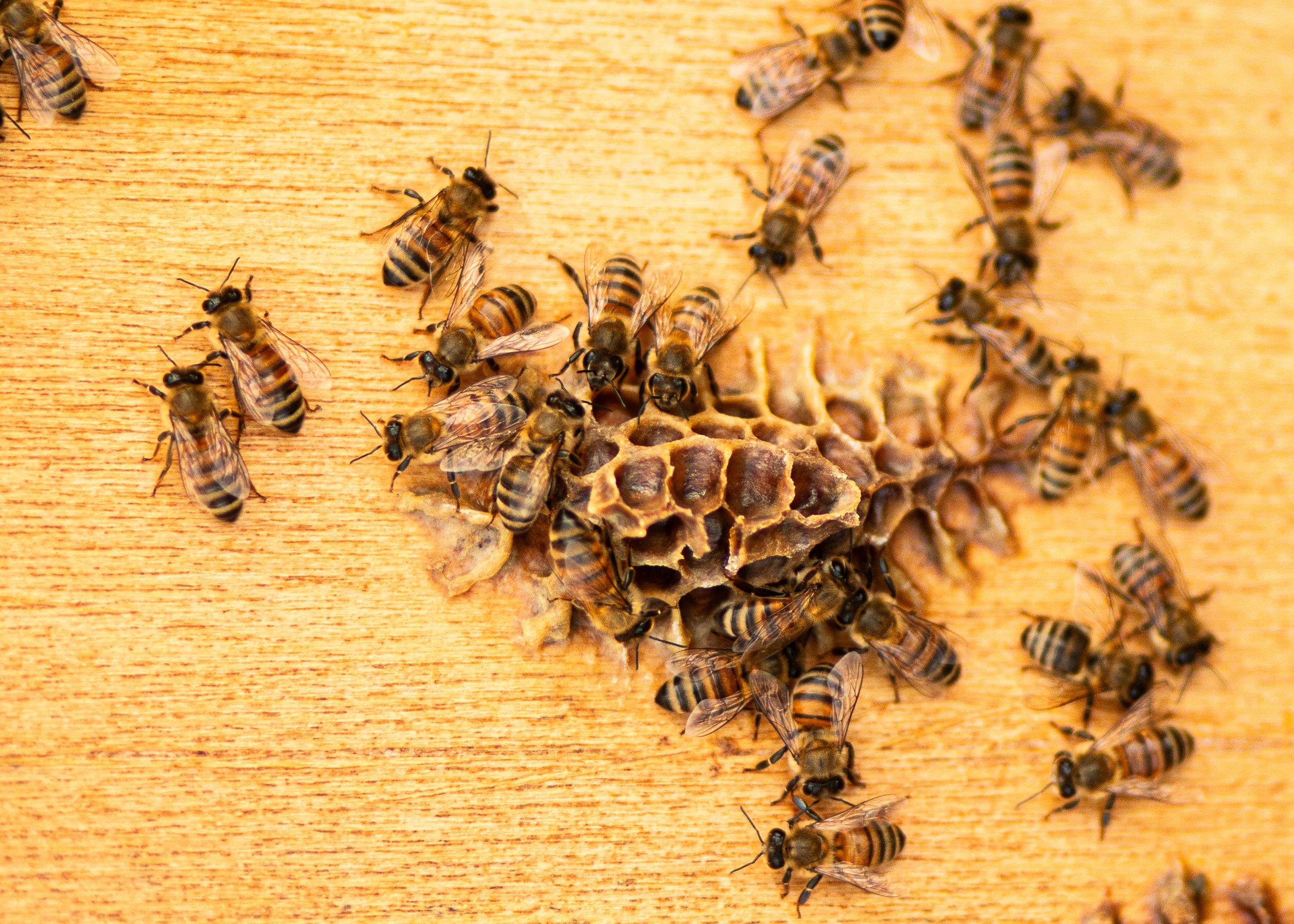 Honey bees clustered together on a wooden surface in warm golden lighting.