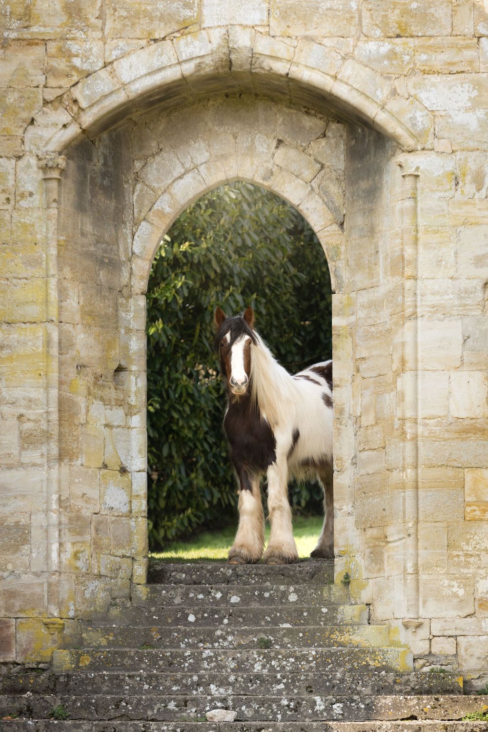 Irish cob pie, abbaye, Equus Meet